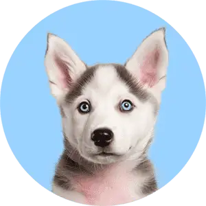 Category (Dogs)