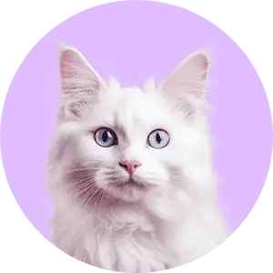 Category (Cats)