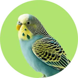 Category (Birds)