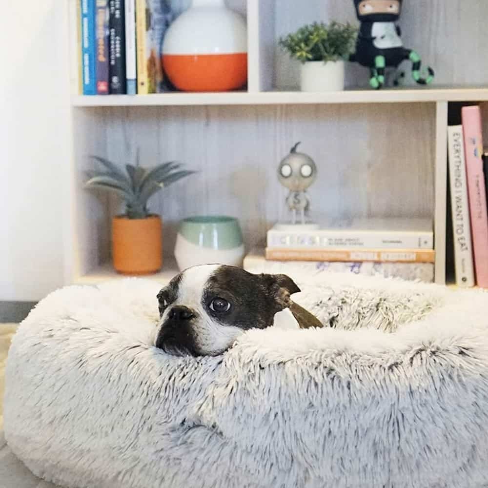 Cozy Donut Pet Bed for Ultimate Comfort Cozy Donut Pet Bed for Ultimate Comfort