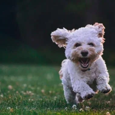 Are Dog Ear Infections Contagious? 7 Key Facts