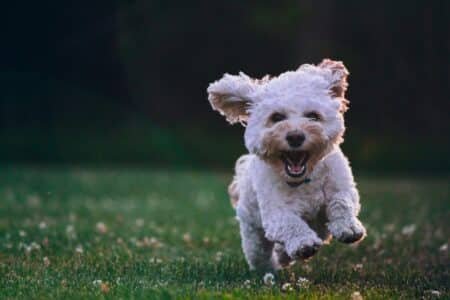 Are Dog Ear Infections Contagious? 7 Key Facts