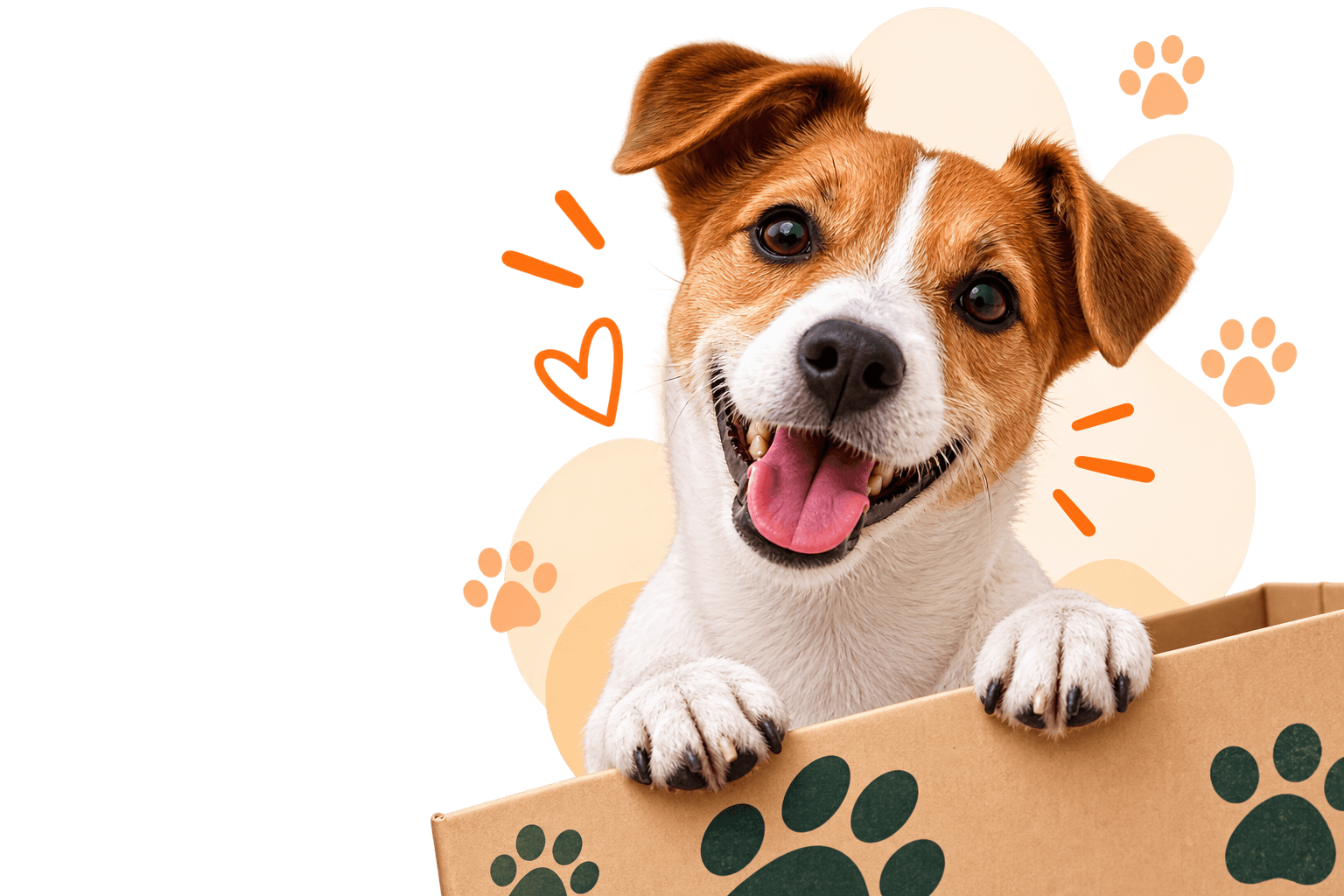 Happy dog featured in Pawzis pet supplies welcome offer