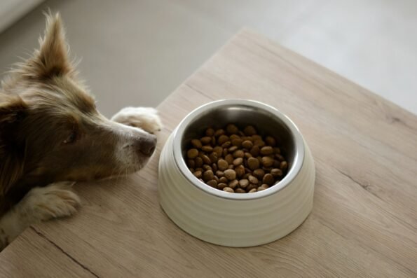 Brown and white dog eating from a food bowl