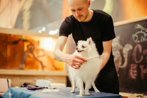 Groomer brushing a fluffy Pomeranian dog's coat