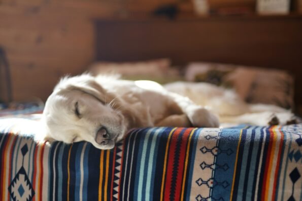 Dog resting comfortably on a cozy bed