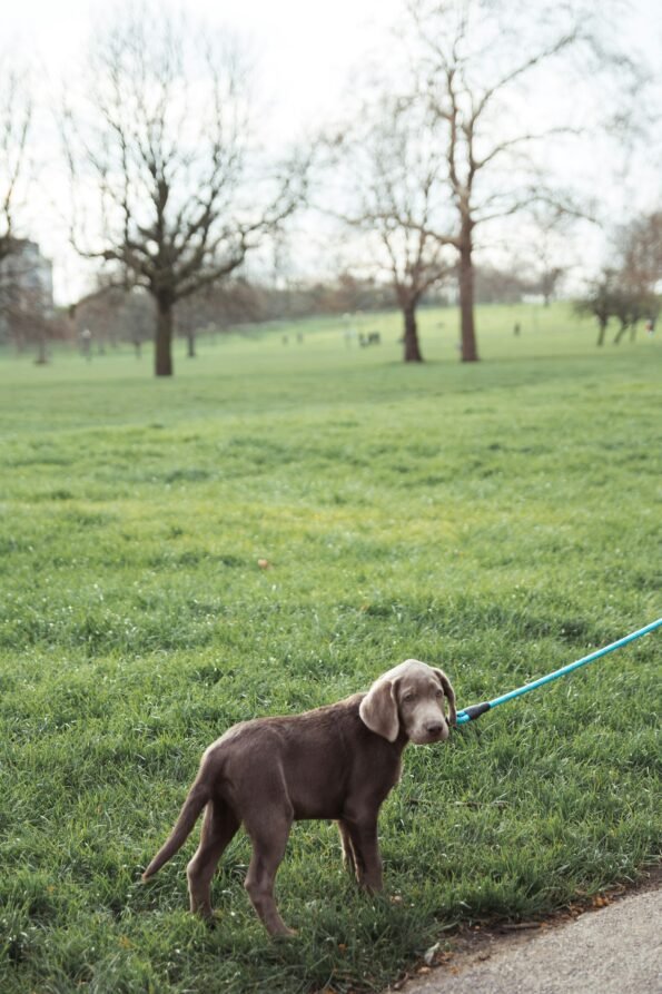 Woman walking a dog on a leash in a green park