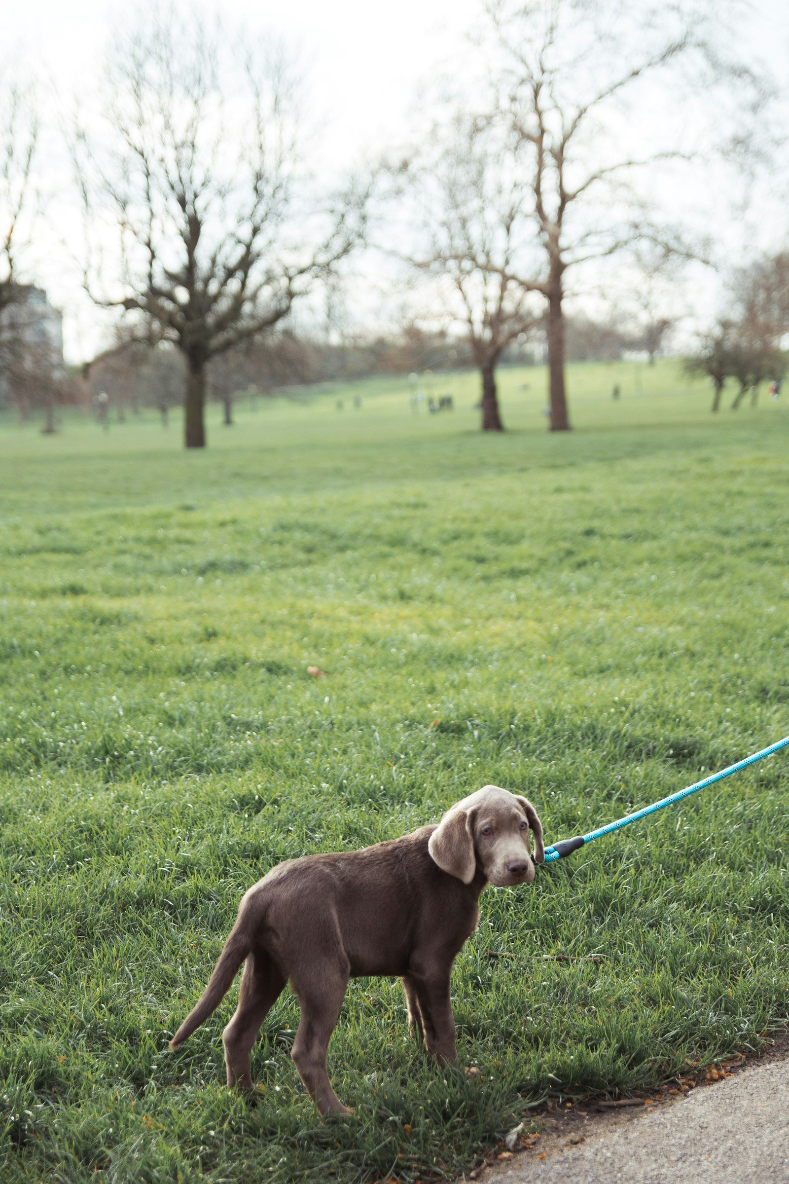 Woman walking a dog on a leash in a green park