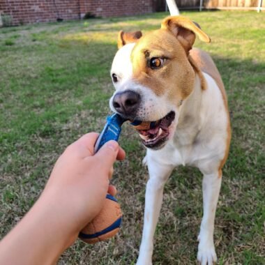 6 Essential Tips for Effective Home Pet Grooming