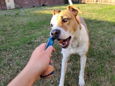 Best Chew Toy for an Aggressive Chewer: A Safe Buying Guide